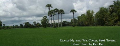 Rice Field